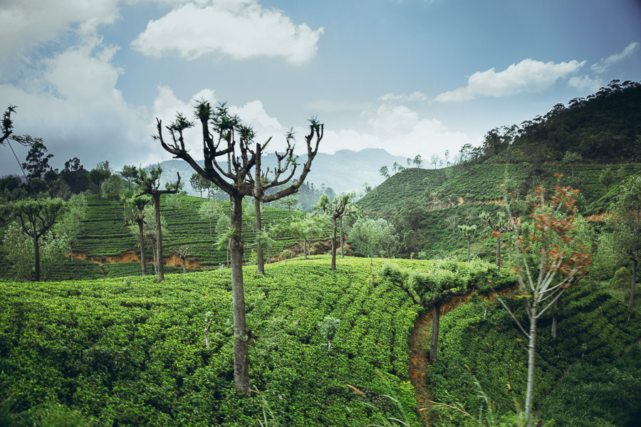 Tea Plantation