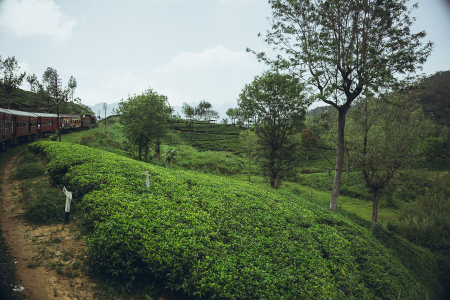 Tea Plantation